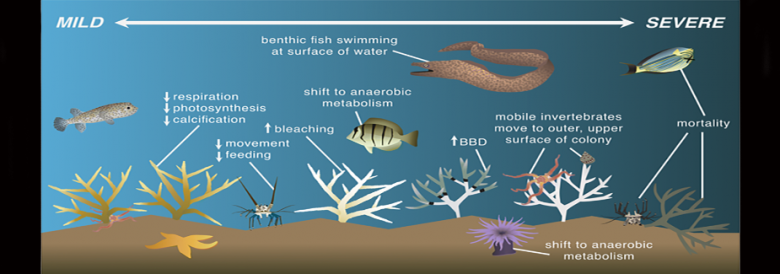 Coastal Ecosystem Dynamics – Herbert Wertheim College of Engineering