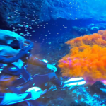 Diver releasing orange dye under water