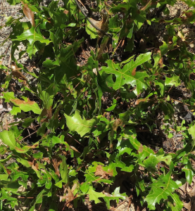 Quercus laevis Picture