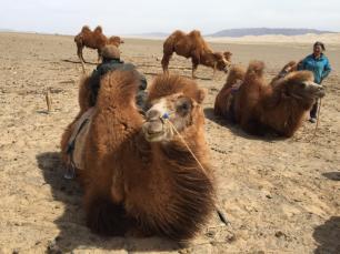 Camels sitting on the Gobi Desert